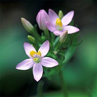 Centaury