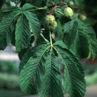 Horse Chestnut