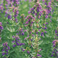 Hyssop