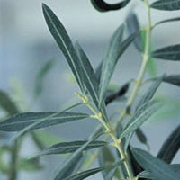 Olive Leaf