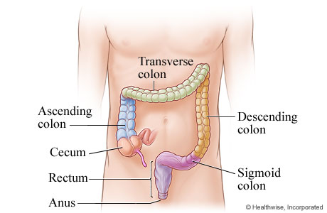 Large intestine