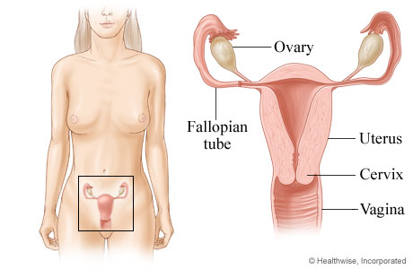 Female reproductive system (front view).