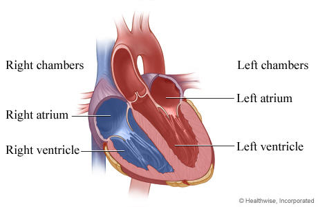 Inside view of the chambers of the heart