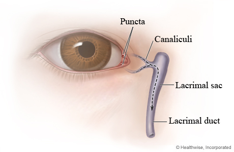 Tear duct anatomy