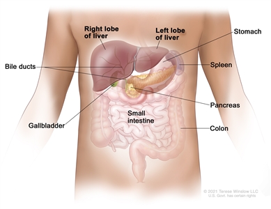 Anatomy of the liver; drawing shows the right and left lobes of the liver. Also shown are the bile ducts, gallbladder, stomach, spleen, pancreas, small intestine, and colon.