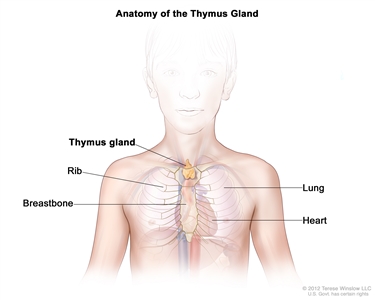 Anatomy of the thymus gland; drawing shows the thymus gland in the upper chest under the breastbone. Also shown are the ribs, lungs, and heart.