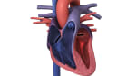 Catheter Ablation for Atrial Fibrillation: Before Your Procedure