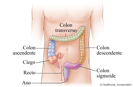 Intestino grueso