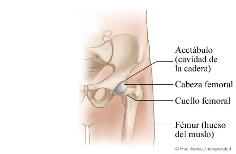 Articulación de la cadera normal