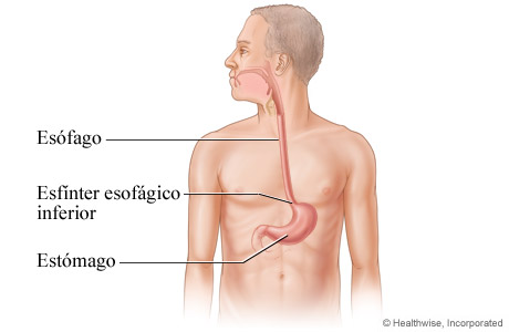 Imagen del esófago