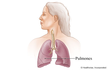 Imagen de los pulmones