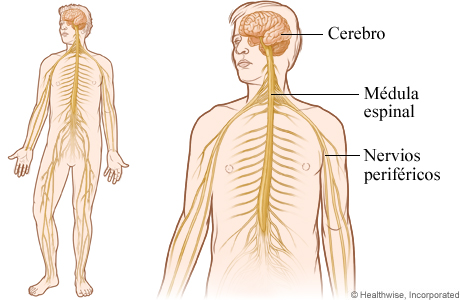 El sistema nervioso