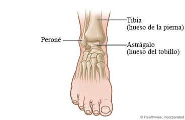 Vista anterior del tobillo