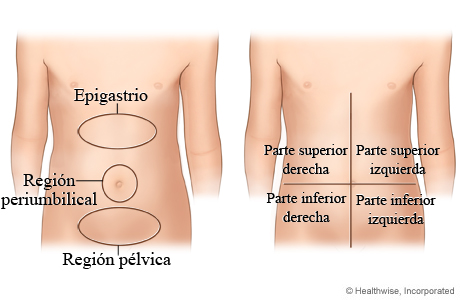 Cuadrantes y regiones abdominales de un niño