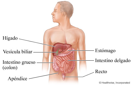 Órganos abdominales