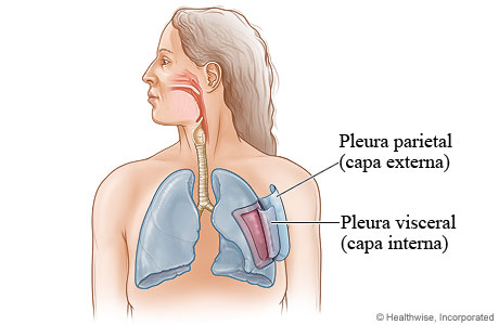 Pleura de los pulmones