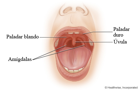 Paladar duro y paladar blando