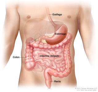 Dibujo del tubo gastrointestinal que muestra el esófago, el estómago, el colon, el intestino delgado y el recto.