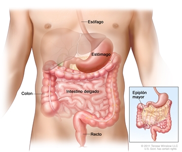 Dibujo del tracto gastrointestinal que muestra el esófago, el estómago, el colon, el intestino delgado y el recto. Un recuadro muestra el epiplón mayor (parte del tejido que rodea el estómago y otros órganos en el abdomen).