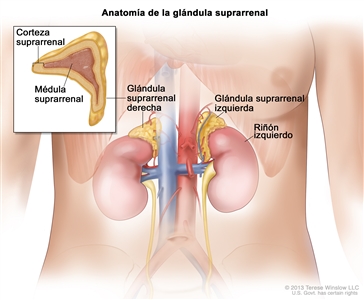 Anatomía de la glándula suprarrenal (adrenal). En el dibujo se observa el abdomen de una persona adulta, con los vasos sanguíneos mayores, las glándulas suprarrenales izquierda y derecha, y los riñones izquierdo y derecho. En un recuadro de la esquina superior izquierda, se observa una sección de la glándula suprarrenal en la que se señalan la corteza suprarrenal y la médula suprarrenal.