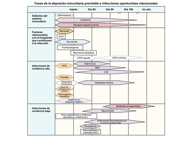 En el gráfico, se pueden observar las fases previsibles de la depresión inmunitaria y las infecciones oportunistas relacionadas entre los receptores de trasplante de células madre hematopoyéticas alogénicas.