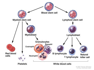 Blood cell development; drawing shows the steps a blood stem cell goes through to become a red blood cell, platelet, or white blood cell. A myeloid stem cell becomes a red blood cell, a platelet, or a myeloblast, which then becomes a granulocyte (the types of granulocytes are eosinophils, basophils, and neutrophils). A lymphoid stem cell becomes a lymphoblast and then becomes a B-lymphocyte, T-lymphocyte, or natural killer cell.