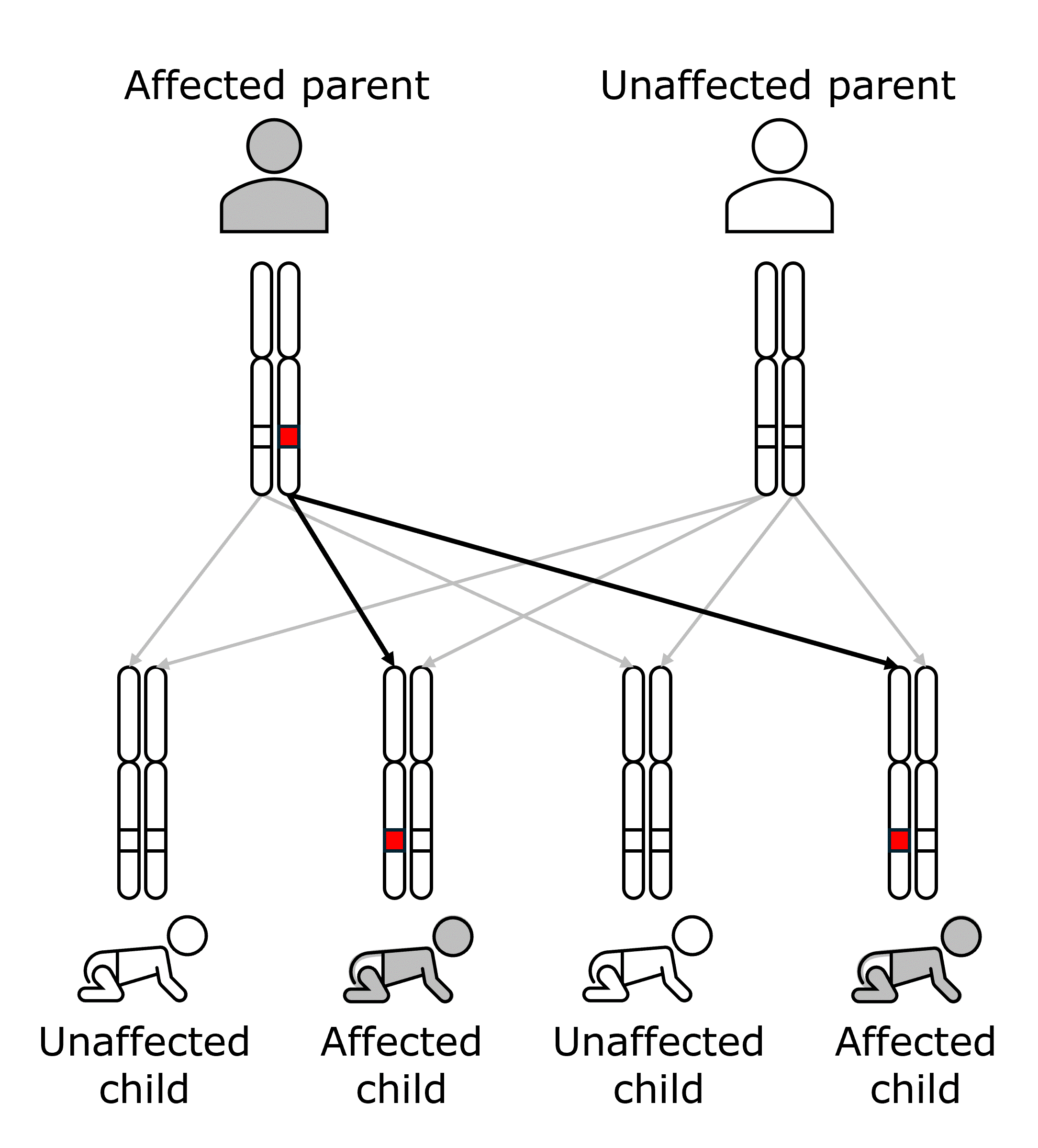 Affected child inherits gene with a pathogenic variant from affected parent in 2 of 4 scenarios where 1 parent has an autosomal dominant genetic condition
