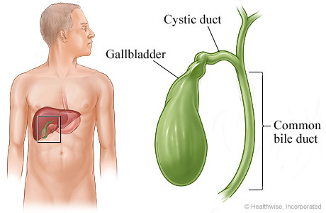 Gallbladder