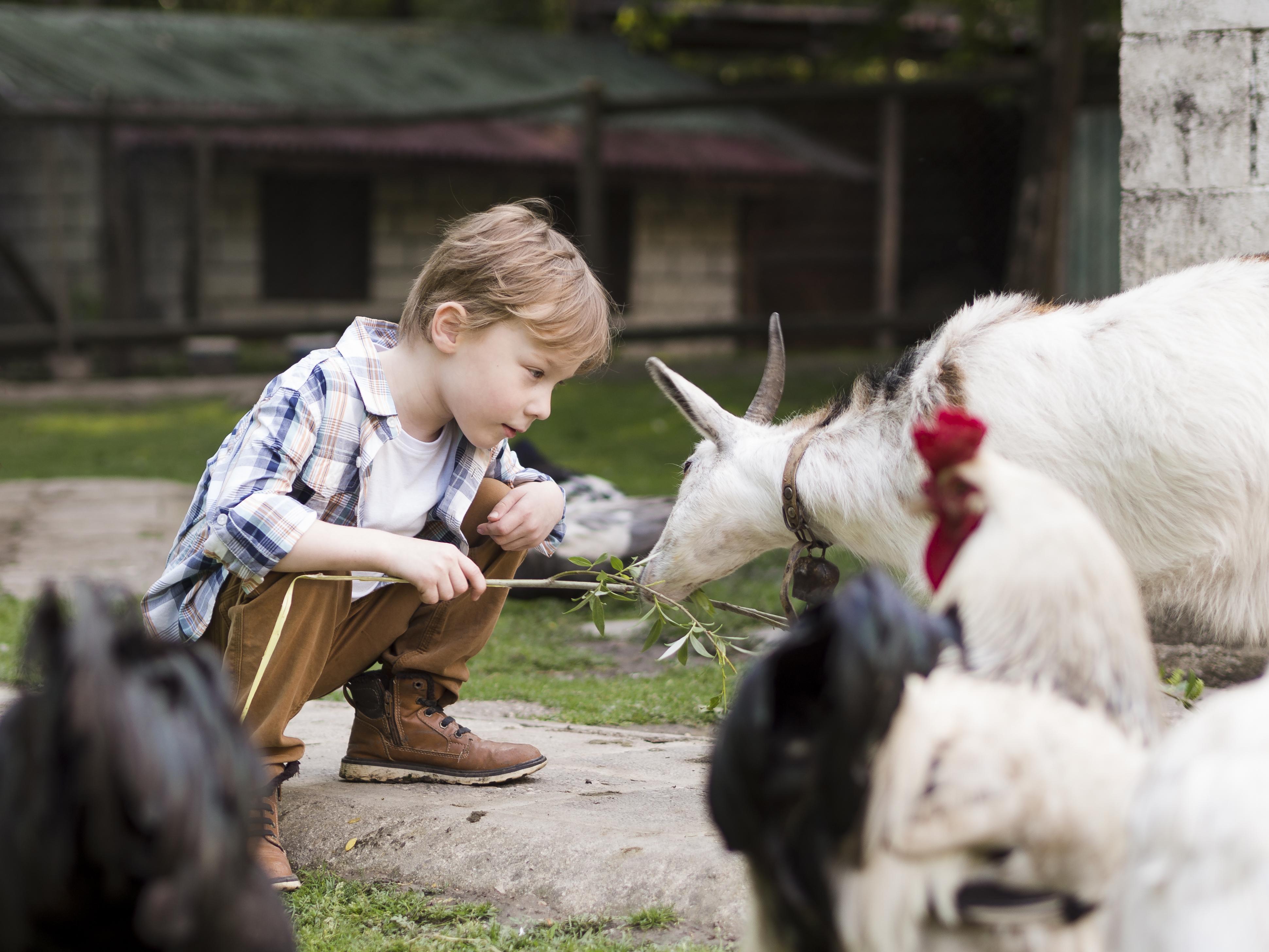child feeding animals