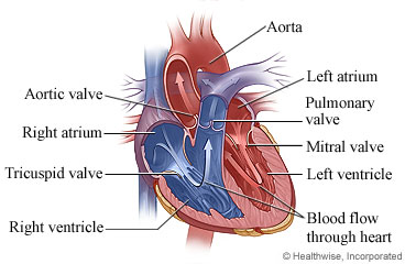 Inside of the heart