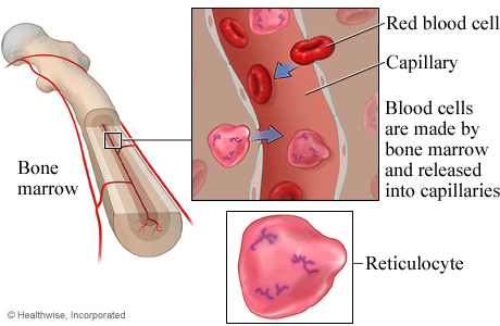Reticulocytes.