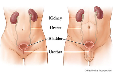 Female and male urinary systems