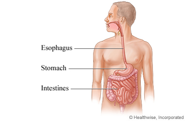 The esophagus