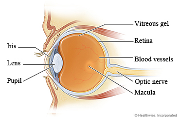Anatomy of the eye