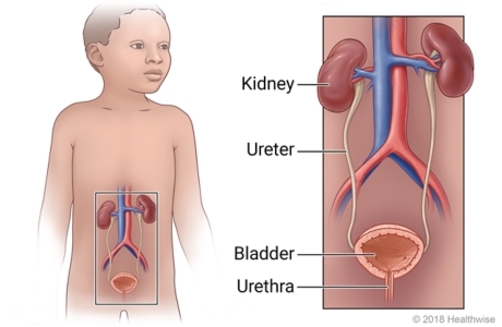 Urinary tract in children