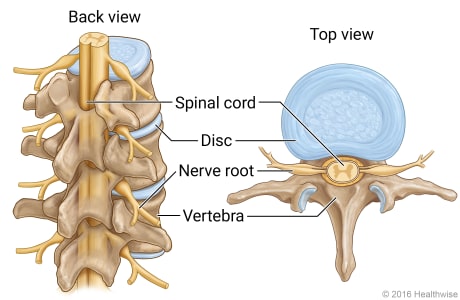 Spinal cord anatomy