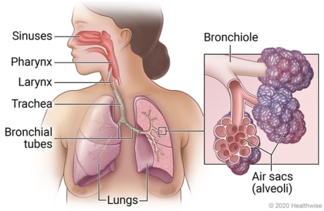 Respiratory system