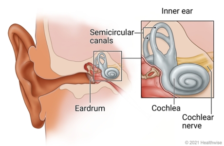 Inner ear