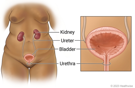 Female urinary system