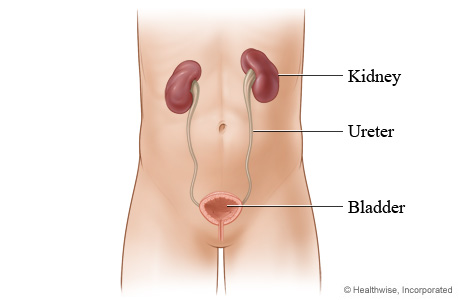 Kidneys