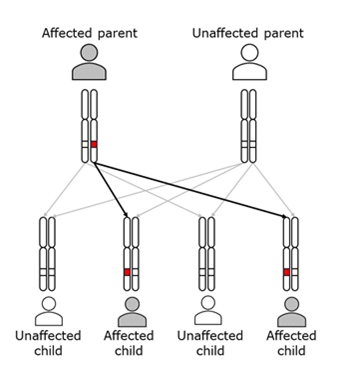 how hereditary cancer conditions are passed down through a family