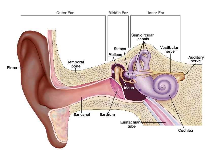 diagram of ear