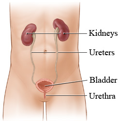 Urinary tract