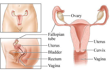 Female reproductive system.