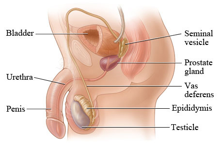 Male reproductive system.