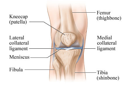 Knee anatomy