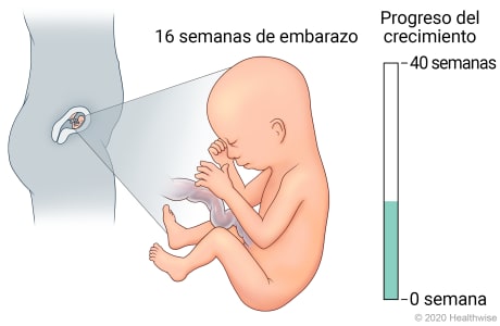 Feto en útero, con detalle de desarrollo a 16 semanas de embarazo