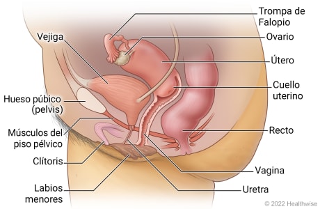 Vista lateral de la anatomía pélvica de la mujer en la parte inferior del abdomen, que incluye una trompa de Falopio, un ovario, un útero, el cuello uterino, la vagina, el clítoris, los labios menores, el hueso púbico (pelvis), los músculos del suelo pélvico, la vejiga, la uretra y el recto.