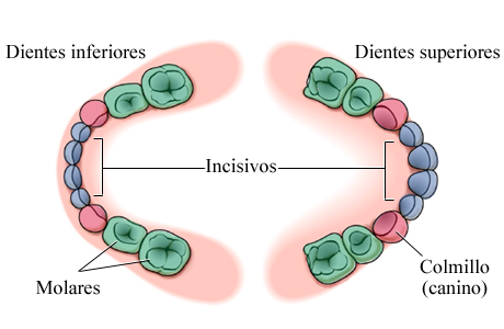 Dientes primarios (de leche)