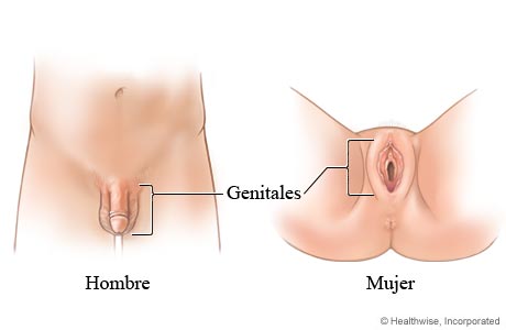 Genitales externos